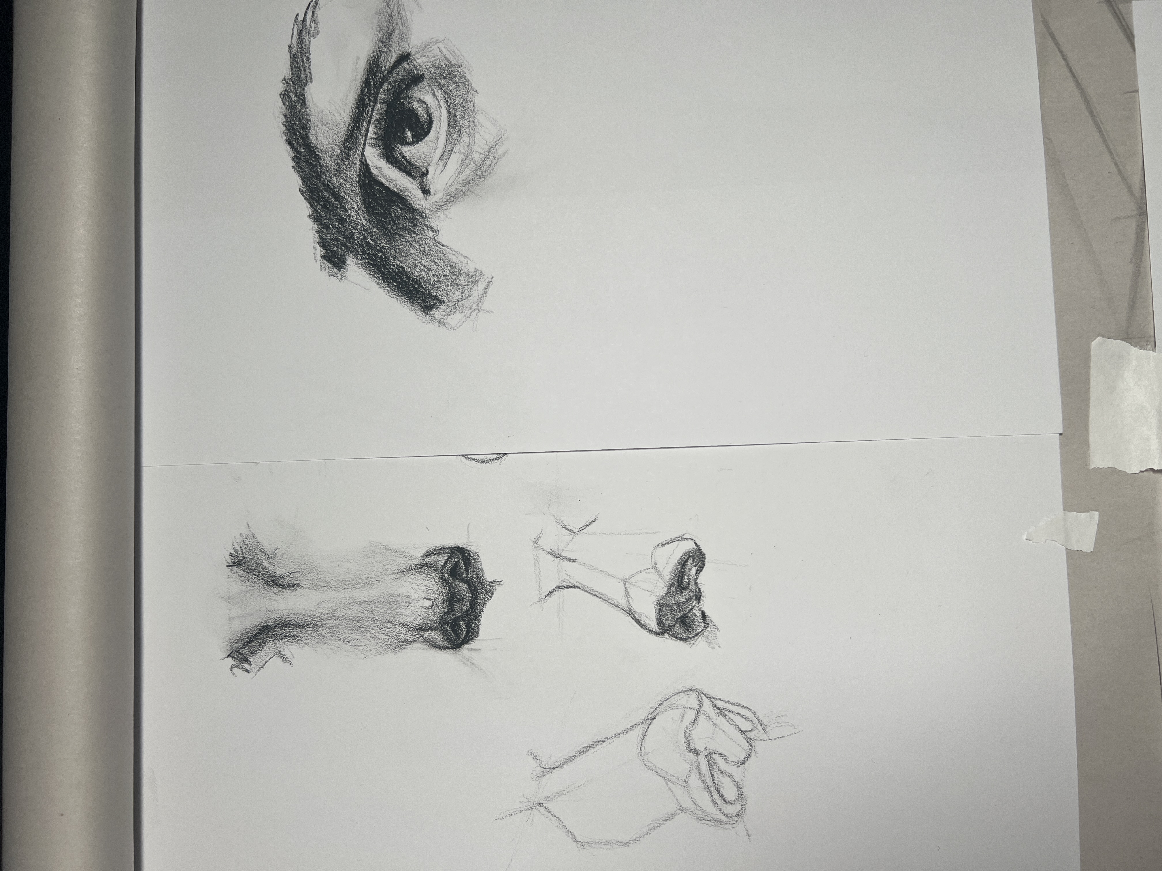 Head and portrait sketch study